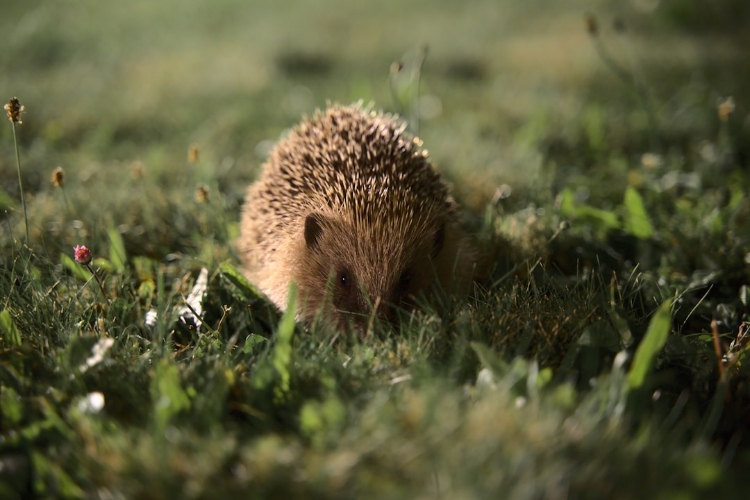 Unveiling the Secret World: Hedgehogs Hear Far Beyond Human Range