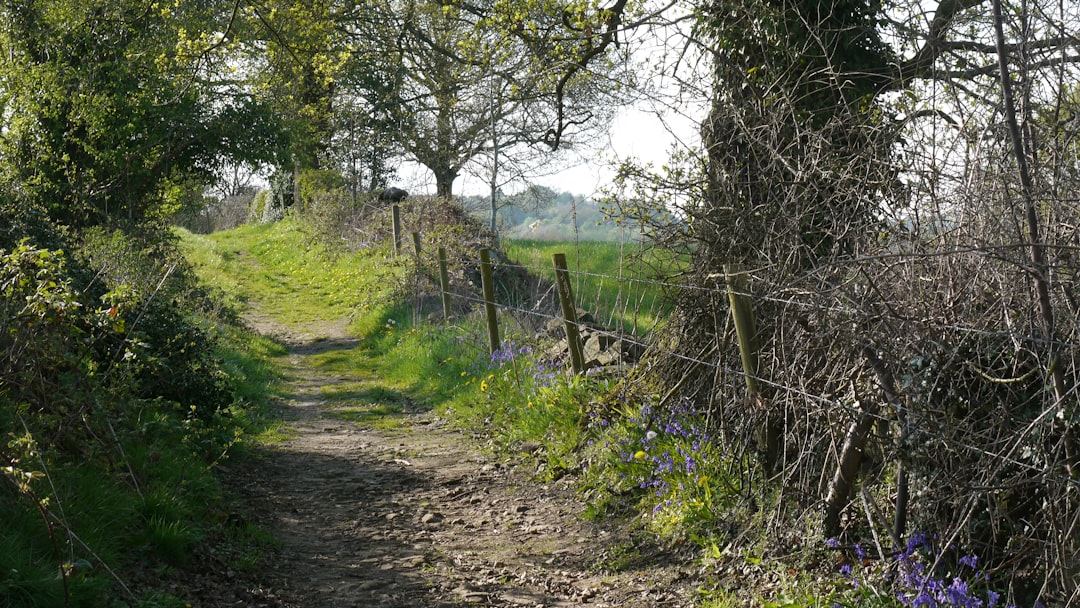 Pioneering Hedgerow Restoration Project Kicks Off, Promising Dual Benefits for Wildlife and Farm Productivity