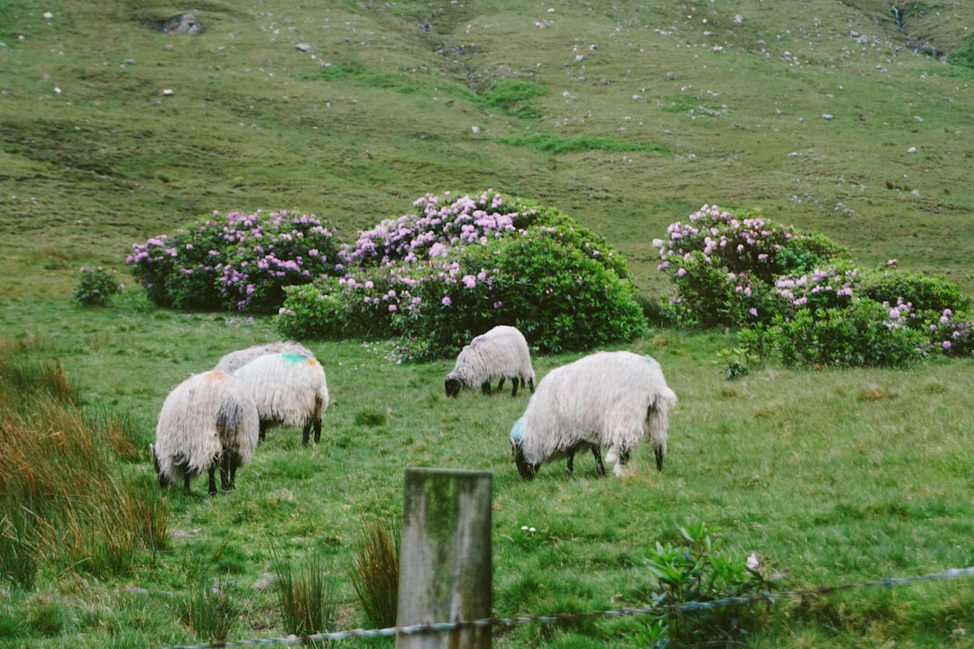 The Vanishing Flock: Unraveling the Decline of Sheep in the UK