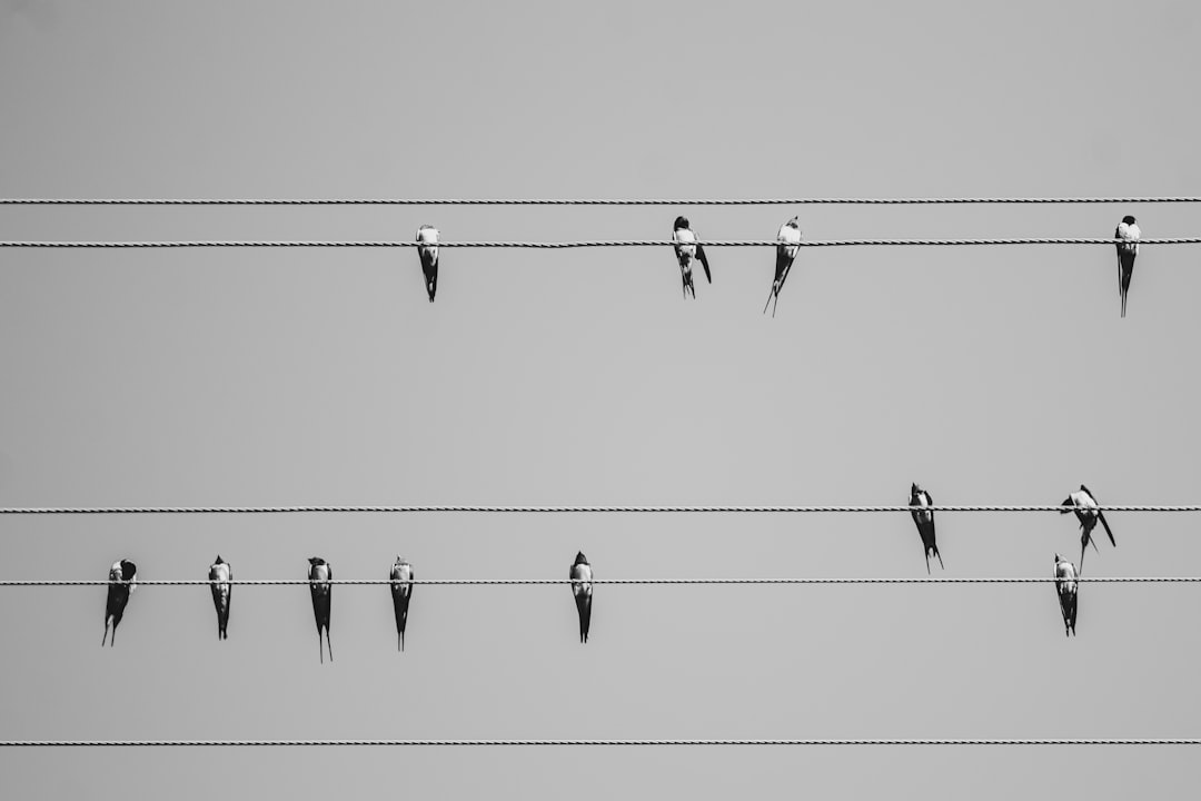 The Vanishing Flock: Unraveling the Decline of Sheep in the UK